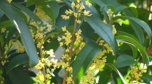 四季桂花的浇水技巧（掌握浇水频率，让四季桂花长得更美）