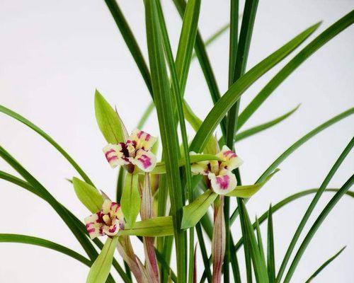 四季兰开花季节及特点（探讨四季兰开花季节的规律与特点）