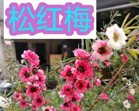 松红梅开花时间详解（品味“季节之花”松红梅的花期、形态和寓意）