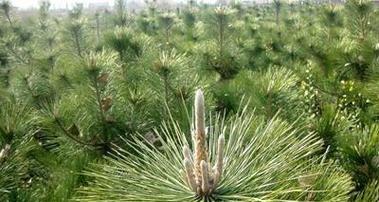 松树是种子植物吗？——揭秘松树的生态密码（松树的分类、生态特征、生殖方式、适应能力和文化意义）