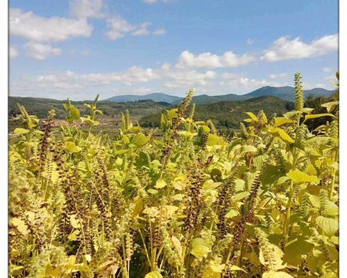 苏子种植月份详解（合适的时间、种植技巧和注意事项）