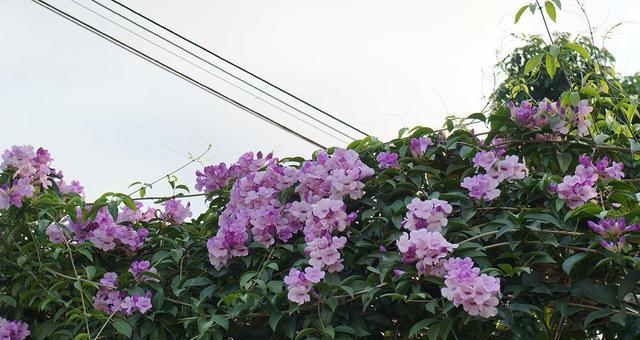 蒜香藤的花期及养护指南（探究蒜香藤的花期，揭秘其开花秘密及养护技巧）