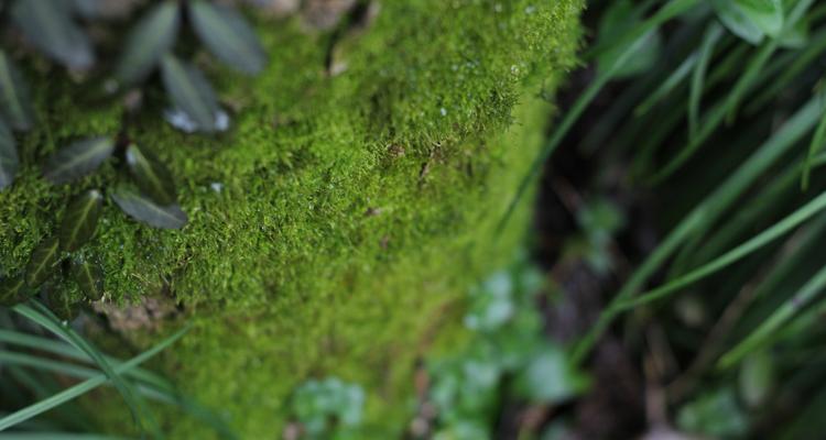 苔藓的生长环境及特点（探究苔藓的生态习性和适应性）