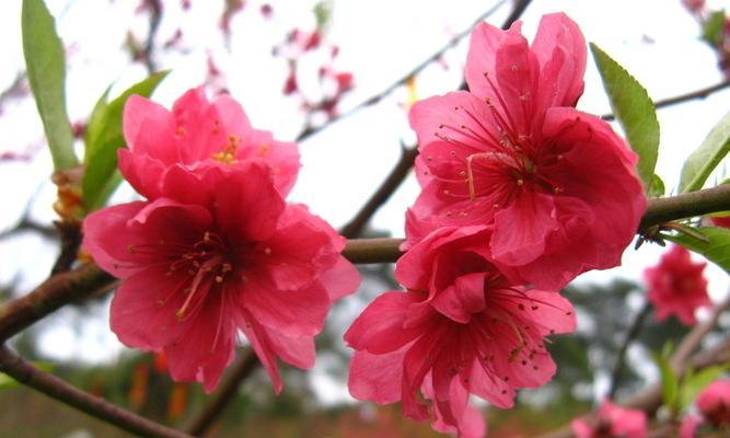 桃花叶子的形状及特点（探究桃花叶子的神奇之处）