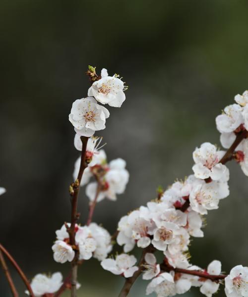 杏花缤纷多彩（浅谈杏花的丰富色彩及意义）