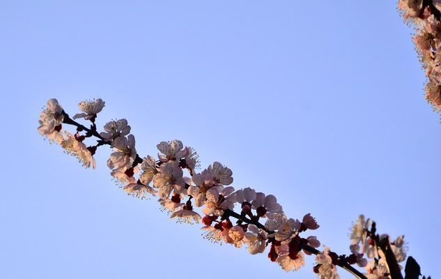 杏树的开花和结果期间（几月开花？什么时候开花结果？）