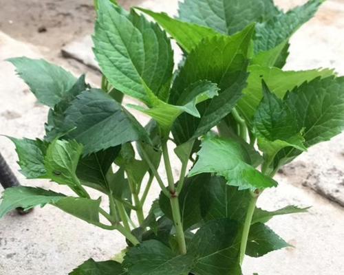 绣球花，一种多年生草本植物（探究绣球花的生长特性、繁殖方式及应用价值）