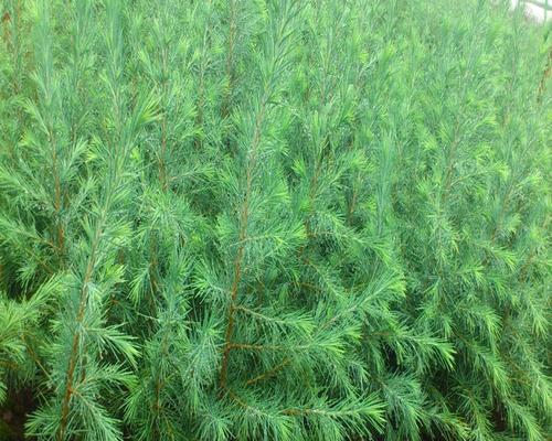 雪松——一种常见的乔木植物（了解雪松的生物特征及生态环境）