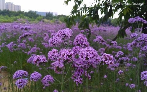 马鞭草——一种多年生植物（生长环境、特性、用途、养护技巧）