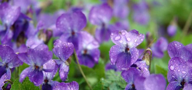 优雅神秘的花——蕾丝花（揭开蕾丝花的神秘面纱，感受其独特的美丽魅力）