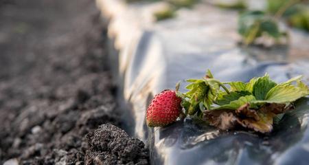 草莓的生长环境（草莓生长的土壤、气候和温度）