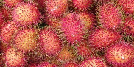 红毛丹的生长与收获（揭秘红毛丹的成熟季节和上市时间，带你了解这个美味水果的秘密！）