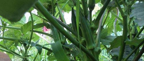 了解黄秋葵——一种营养丰富的植物（探索黄秋葵的起源、营养和用途）