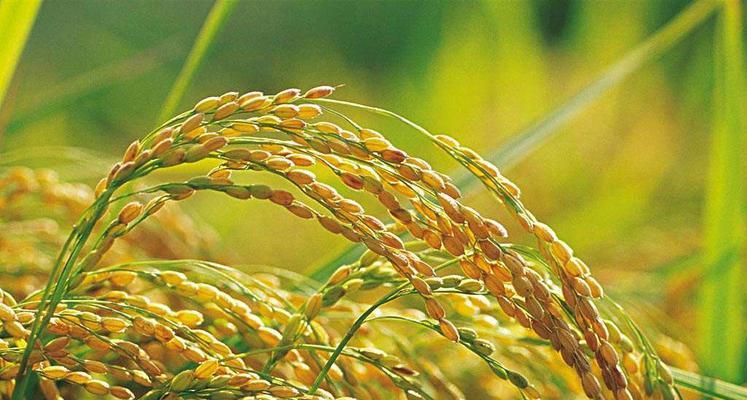 水稻生长的温度条件及其影响（从芽期到成熟期，水稻需要什么样的温度？）