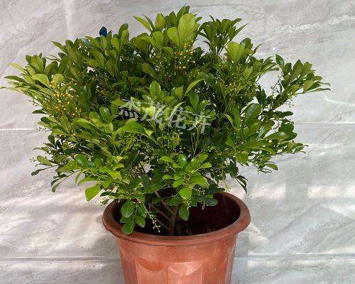 如何选择适合米兰盆栽的品种（从室内到室外，这些品种让你的生活更美好）