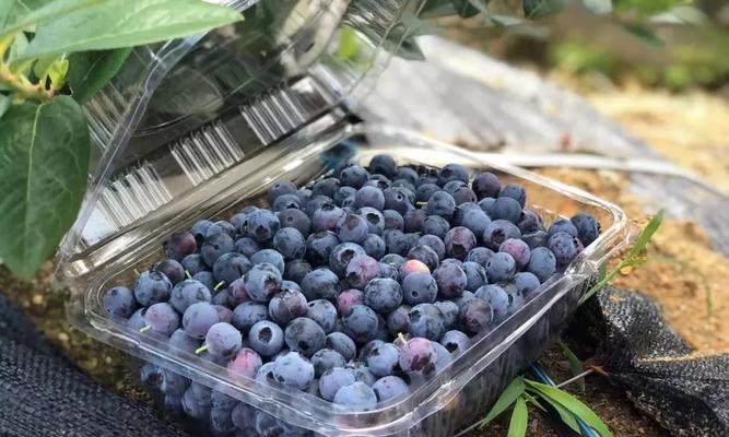 蓝莓亩产量到底多少斤？（揭秘蓝莓亩产量，为蓝莓种植者提供科学指导）