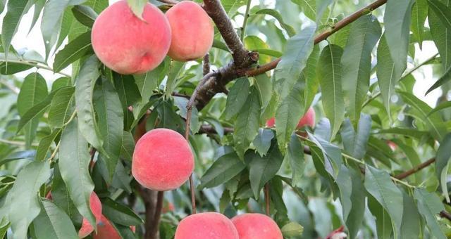 寻味夏季的美味——如何选择成熟的桃子（挑选成熟桃子的4个技巧，教你轻松选购夏季果实）