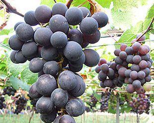 葡萄的生长习性与生长环境条件（探秘葡萄的栽培技巧和生长环境）