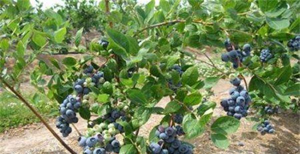 种植蓝莓的最佳季节和方法（蓝莓栽种指南）