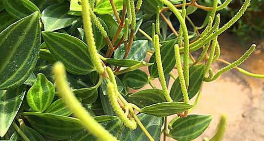 西瓜皮椒草的养殖方法与注意事项（以“绿色”为主题，打造清新的家居花园）