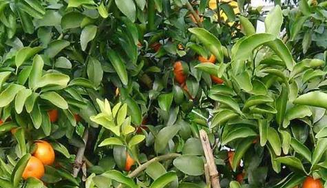 柑橘生长条件和特性详解（如何创造适宜柑橘生长的环境）
