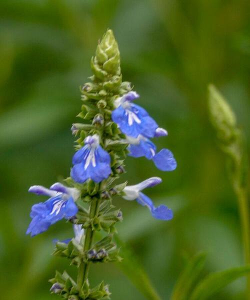 天蓝鼠尾草的花期及品种特点（探秘天蓝鼠尾草的花期及其美丽品种）