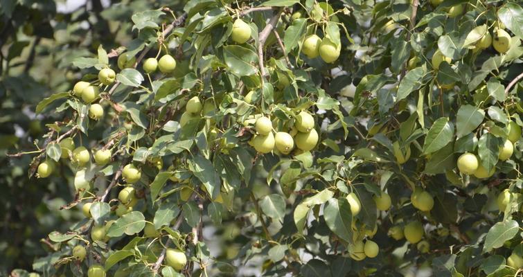 探秘梨树的生长和特点（从树形、花朵到果实，全方位解析梨树）