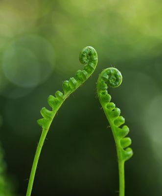 番薯是蕨类植物吗？——揭开番薯真相（探究番薯的分类学地位，科学解析其特点与生长环境）