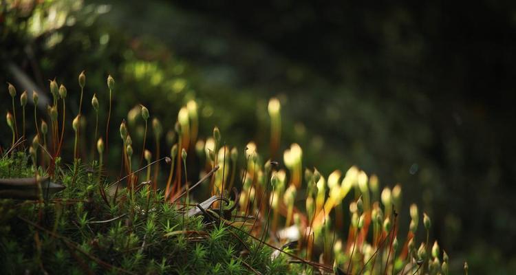 探秘苔花的神秘世界（从苔花的特征、生长环境、功能等方面深入解析）