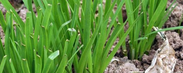 空心菜和菜心的区别（你真的知道吗？空心菜和菜心有什么不同？）