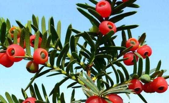 红豆杉扦插繁殖方法及注意事项（从萌芽到成树，一步步教你红豆杉扦插繁殖）