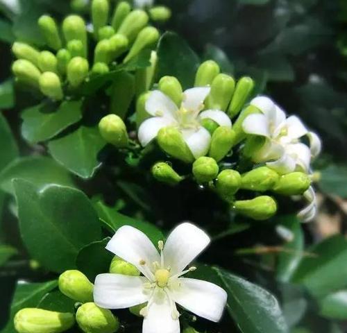 七里香开花时间及开花次数调查（探寻七里香的花期和多季开花的原因）