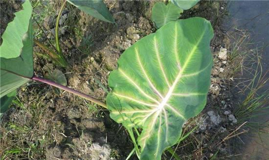 棉花是双子叶植物吗？——揭秘棉花的分类学身份