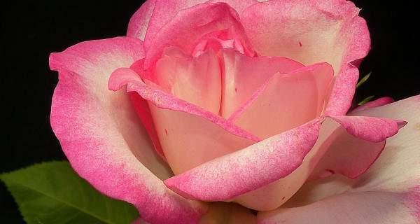如何科学浇水，让玫瑰在夏天茁壮成长（掌握关键时机和技巧，让爱花人轻松打理）