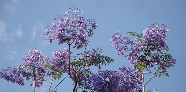 蓝花楹——一年开几次花，花期多长时间？（探寻蓝花楹开花规律与美妙风情）