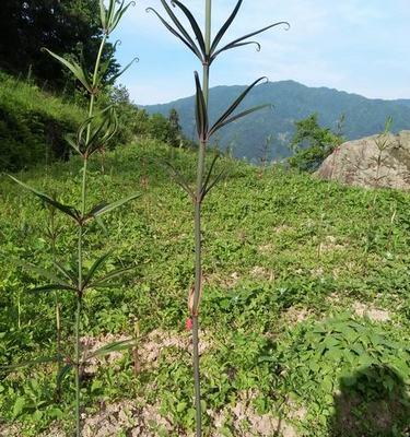 黄精种植全攻略（黄精种植方法、时间、育苗、管理、收获全解析）