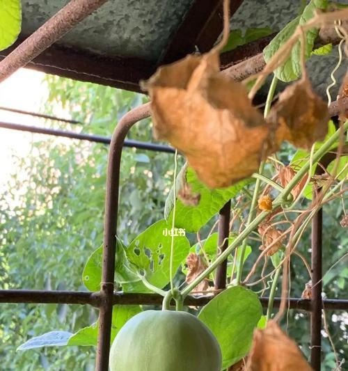 甜瓜种植技巧详解（从花盆到丰收，轻松享受甜瓜的乐趣）