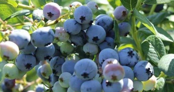 如何科学种植蓝莓（蓝莓种植方法详解，助你成功打造果园）