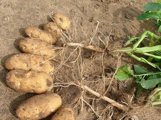 马铃薯肥料使用指南（马铃薯施什么肥最好？肥料选择与使用技巧详解）