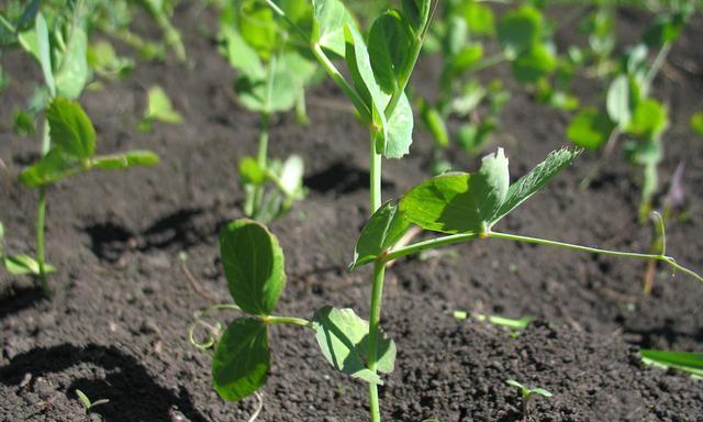 大豆生长条件和特性全面解析（了解大豆生长的关键因素，提高生产效率）
