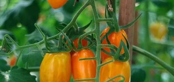 番茄的植物类型及分类特征（揭开番茄的身世之谜——从植物分类学角度解读番茄的特征）