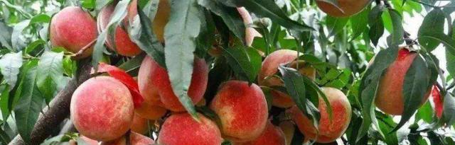 晚熟冬桃的种植与管理技巧（选择好品种，科学种植，实现高产优质）