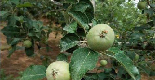 苹果的生长习性与环境条件（探究苹果的生长特点及适宜种植环境）