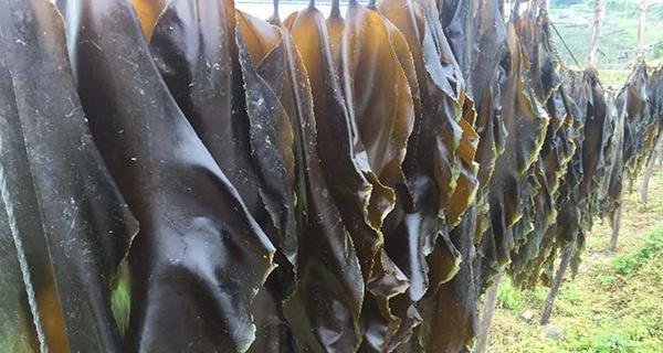 海带——一种常见的海藻植物