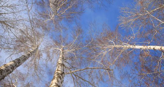 白桦的生长环境条件及特点（探秘白桦树的成长之路）