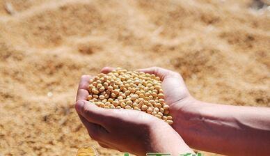 黄豆收获季节详解（在什么时间收获最好？如何保证丰收？）