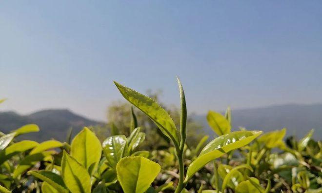 普洱茶采摘和收获季节详解（了解普洱茶的采摘和收获季节，品尝更好的普洱茶）