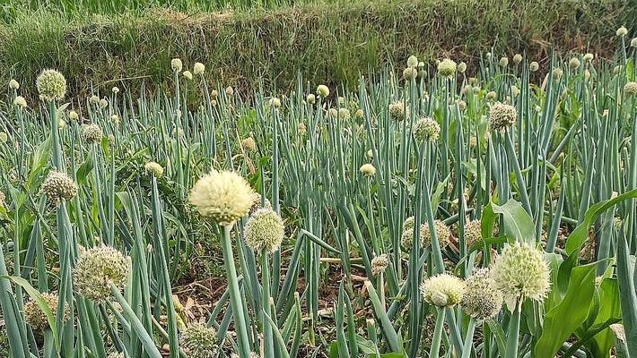 大葱种植时间详解（选对月份，丰收更有保障）