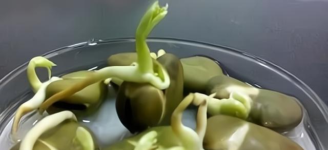 快速发芽蚕豆的方法（简单操作让你在家也能享受嫩滑鲜美的蚕豆）