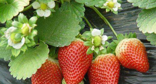 草莓种植指南（合适的月份和关键技巧）